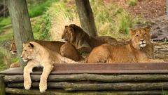 動物園のライオン５頭が脱走、防犯カメラ映像で経緯判明　豪シドニー