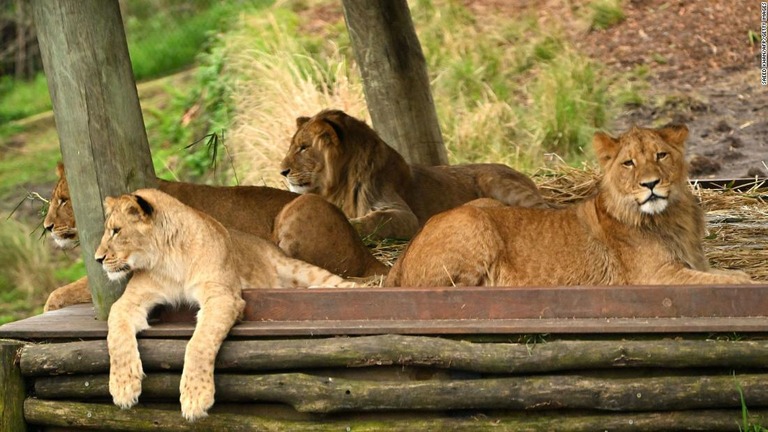 豪州シドニーのタロンガ動物園でライオンの親子５頭が囲いから脱走した/Saeed Khan/AFP/Getty Images