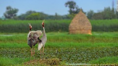 求愛のダンスの途中で空を見上げるオオヅル＝インド