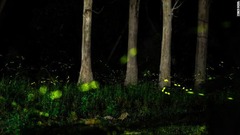 ホタルの生み出す明るい緑の光＝インド