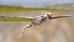ユッカの茎の串刺しになったマルオツノトカゲ＝米南西部のチワワ砂漠