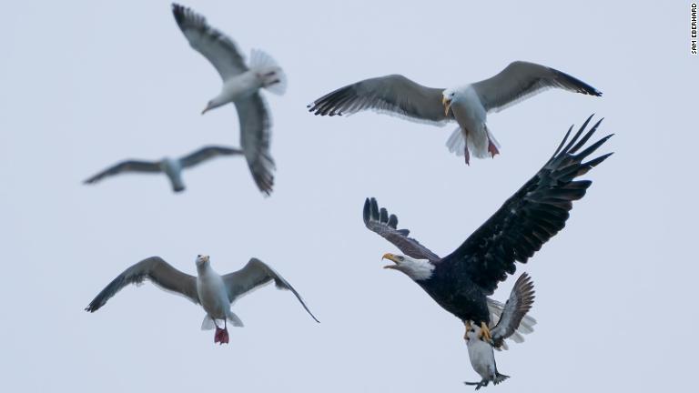 獲物をつかんだハクトウワシが、上空を旋回するカモメを避けようとする様子＝米オレゴン州/Sam Eberhard