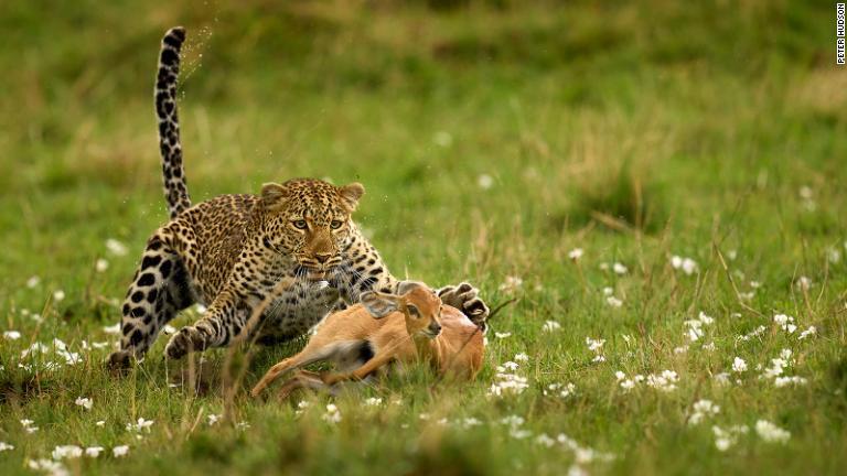 ヒョウに襲われたレイヨウの写真＝ケニアのマサイ・マラ国立公園/Peter Hudson