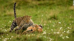 ヒョウに襲われたレイヨウの写真＝ケニアのマサイ・マラ国立公園