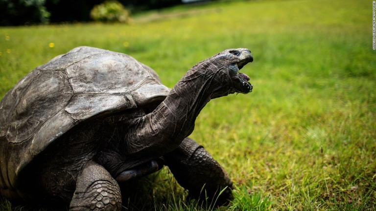 世界最高齢の陸上生物とされるゾウガメの「ジョナサン」/Gianluigi Guercia/AFP/Getty Images