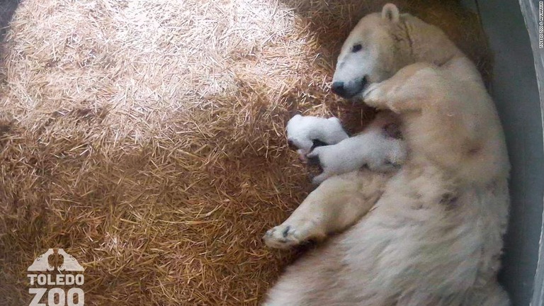 オハイオ州のトレド動物園で双子のホッキョクグマが誕生した/Toledo Zoo & Aquarium