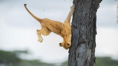 ネコ科らしくない動きを見せるライオンの子ども＝タンザニア・セレンゲティ