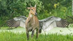 ペガサスのように見えるかもしれないが、オオヅルが背後からレイヨウを襲う場面だ＝インド