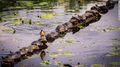 カメの背中を歩く小ガモ