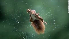 雨の中を飛ぶキタリス＝オランダ