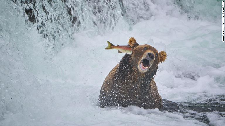 サーモンがクマの顔にパンチ＝アラスカ/John Chaney/Comedy Wildlife 2022