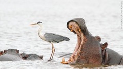 サギの背後であくびをするカバ＝南アフリカ