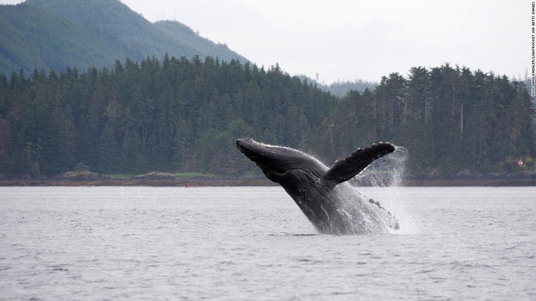クジラが炭素排出物を体内に隔離・貯蔵する役割を果たしているとの研究が発表された/Wolfgang Kaehler/LightRocket via Getty Images