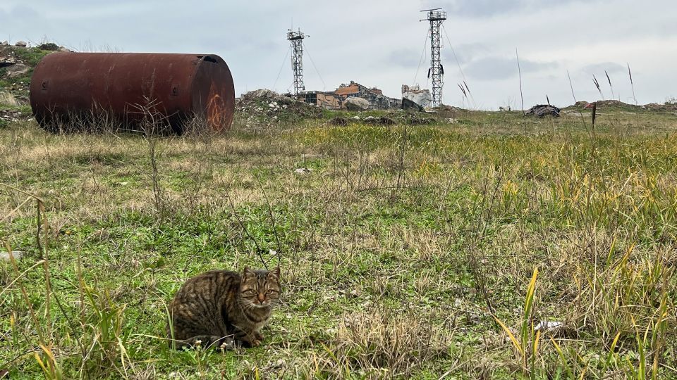 岩がちな島にはかつて灯台のペットだったと思われる猫が多数暮らしている/Pierre Bairin/CNN