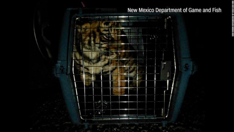 米ニューメキシコ州の発砲現場で発見されたトラの赤ちゃん/New Mexico Department of Game and Fish