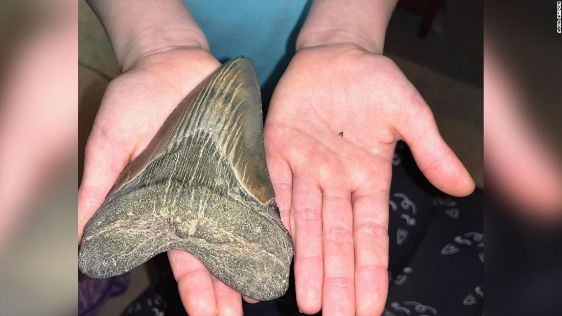非対称性があるメガロドン鮫の歯化石ペルー産 - 科学、自然