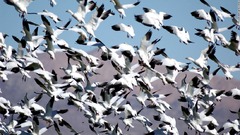 鳥インフルでハクガンが大量死、１６００羽死ぬ　米コロラド州