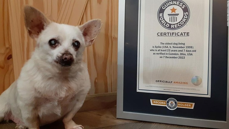 世界最高齢の犬としてギネス認定された「スパイク」/From Guinness World Records