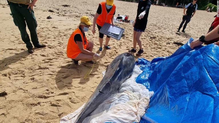 オーストラリアで、サメがイルカを襲撃したビーチが閉鎖された/Surf Life Saving NSW