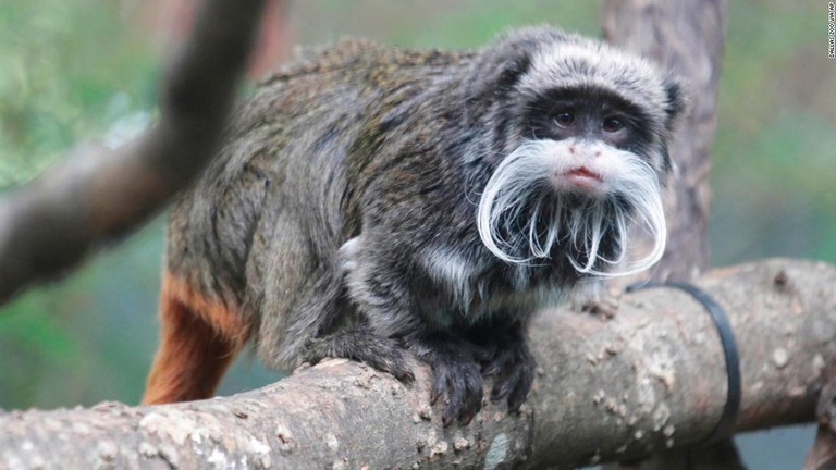 米ダラス動物園提供の写真。同動物園のエンペラータマリン/Dallas Zoo via AP