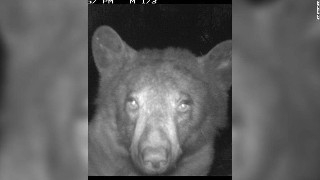 好奇心旺盛なクマは意図せずに何百枚も「自撮り」/City of Boulder