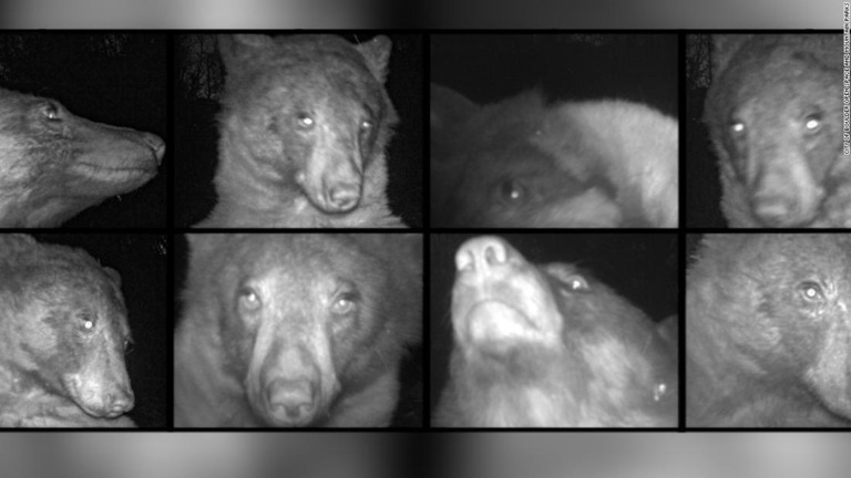 野生のクマが意図せず約４００枚を「自撮り」/City of Boulder Open Space and Mountain Parks