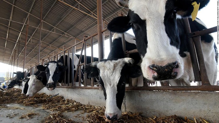 中国で産乳量が異常に多い「スーパー乳牛」のクローン作成に成功した/Hao Qunying/Costfoto/Future Publishing/Getty Images