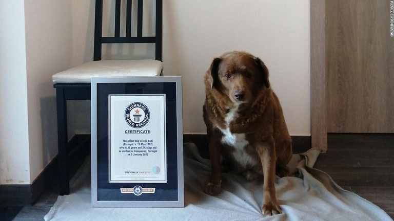 ３０歳と２６８日で新たに世界最高齢の犬になった「ボビ」/Guinness World Records