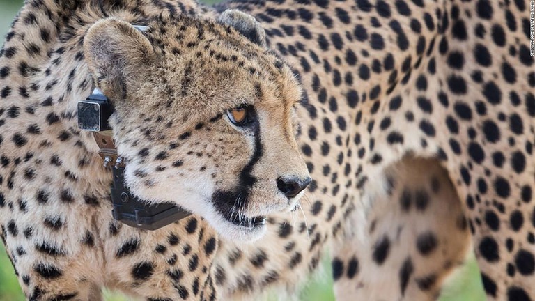 ナミビアの保護区に生息するチーター
/Cheetah Conservation Fund