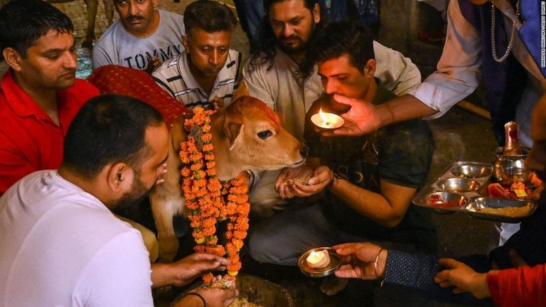 インドで、バレンタインデーを、牛を抱きしめる「カウ・ハグ・デー」とする計画が撤回された/Narinder Nanu/AFP/Getty Images