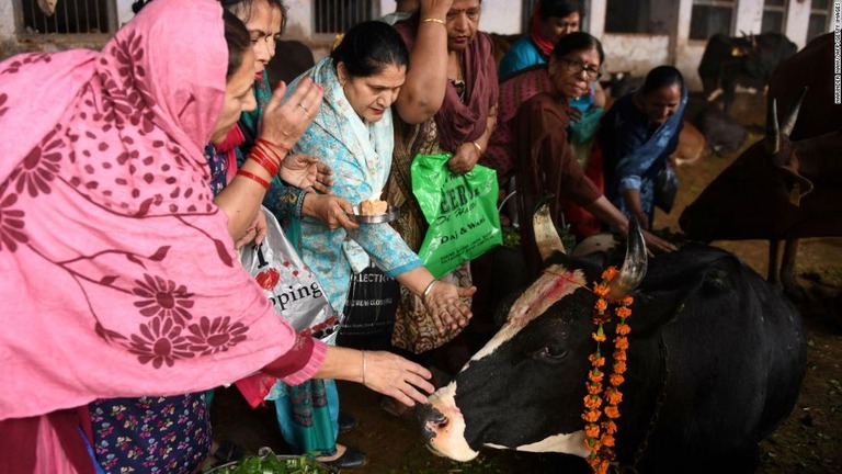 祭りで牛に祈りを捧げる人々＝２０２１年１１月、インド・パンジャブ州/Narinder Nanu/AFP/Getty Images