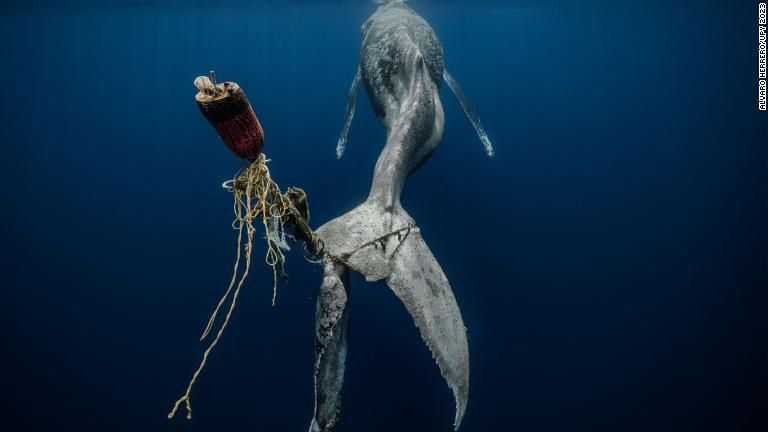 綱やブイが尾に絡まったザトウクジラ/Alvaro Herrero/UPY 2023