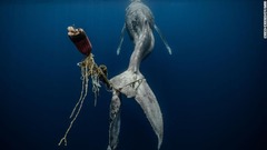 綱やブイが尾に絡まったザトウクジラ