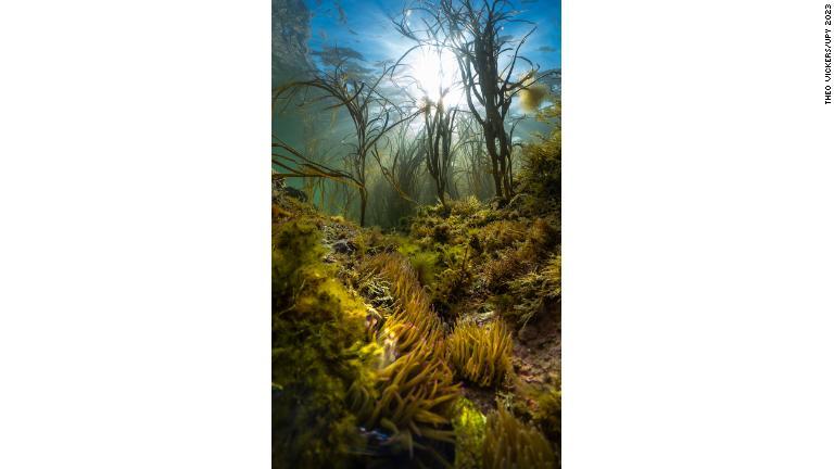 太陽光が密生した藻を通して石灰礁に注ぐ様子＝英ライト島沖/Theo Vickers/UPY 2023