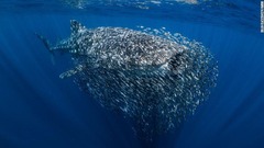 魚の群れを捕食しようとするジンベエザメ