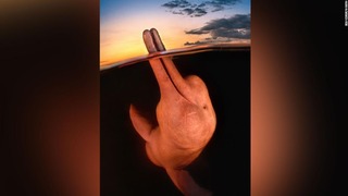 カワイルカが鼻先を水面に突き出した瞬間を捉えた写真が水中写真家コンテストの大賞に
