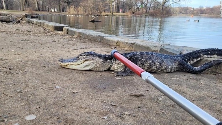 捕獲されたワニ/courtesy NYC Parks