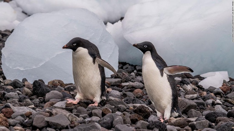 南極半島北東端にあるポーレット島のアデリーペンギン/Wolfgang Kaehler/LightRocket via Getty Images