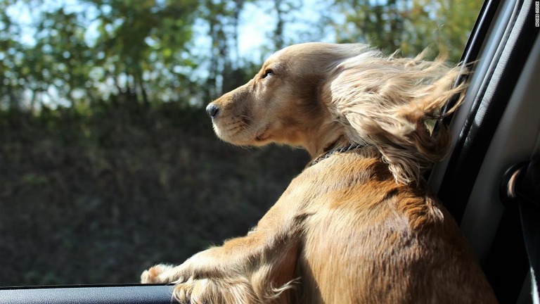 米フロリダ州で、車に同乗したペットなどの犬が窓から首を突き出すことを禁じる法案の審議が進められている/Adobe Stock