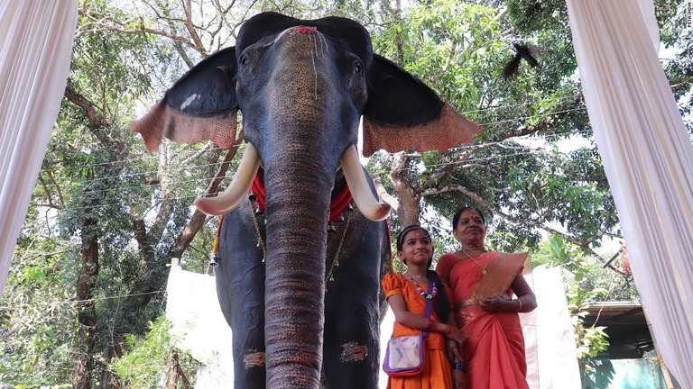 設置されたゾウのロボット＝２月２６日、インド南部の寺院/PETA India