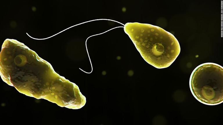 naegleria-fowleri-file-super-169.jpg