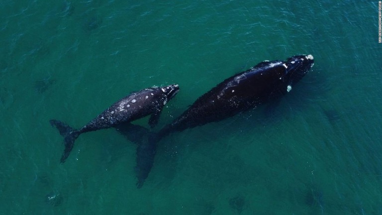 公海の海洋生物を保護するための条約案について、約２００カ国が合意した/Luis Robayo/AFP/Getty Images