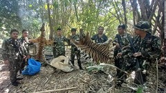 トラの母子を殺した密猟者５人に禁錮刑　タイの裁判所