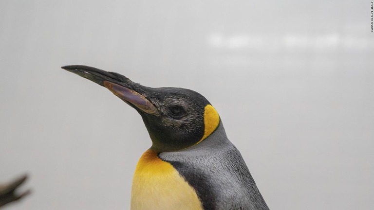 オウサマペンギンは手術成功後、回復を遂げている/Mandai Wildlife Group