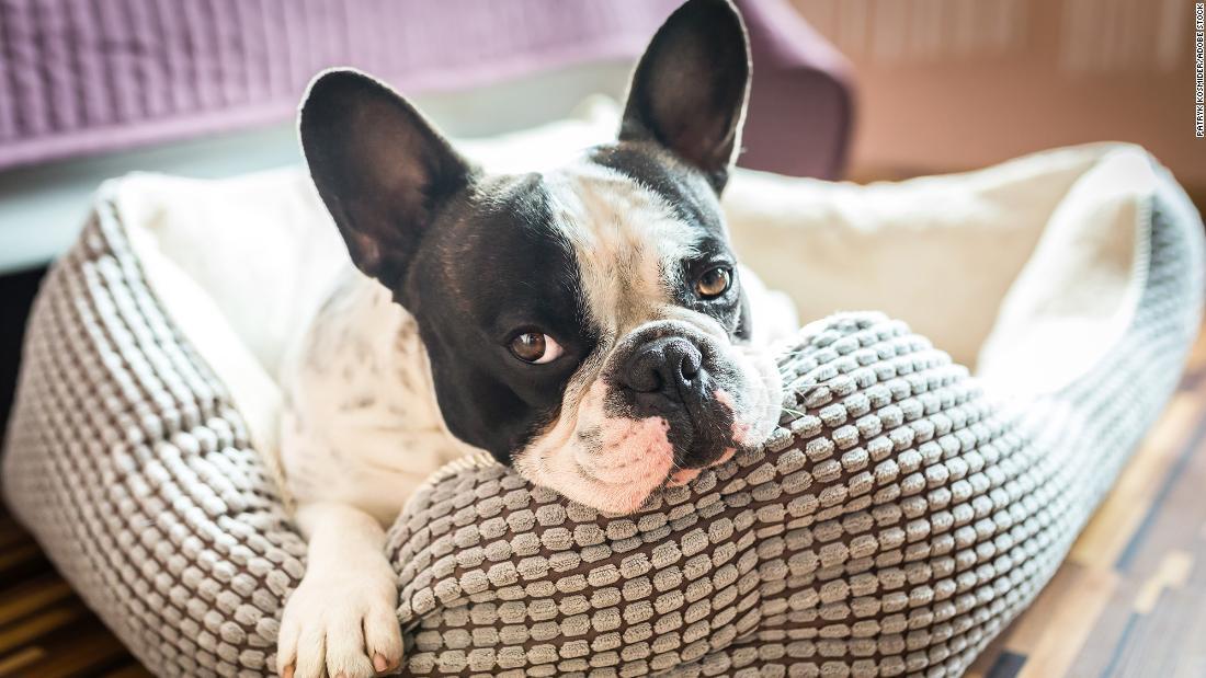 フレンチブルドッグは小型でおとなしいなどの理由から飼いやすい犬種といわれている/Patryk Kosmider/Adobe Stock