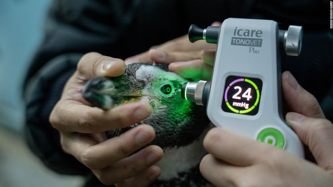 医療機器でフンボルトペンギンの眼圧を調べる様子/Mandai Wildlife Group