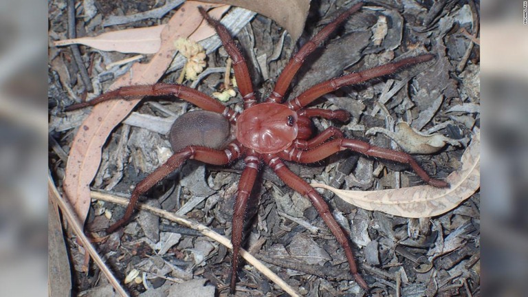 希少な大型のクモ、豪クイーンズランド州で見つかる