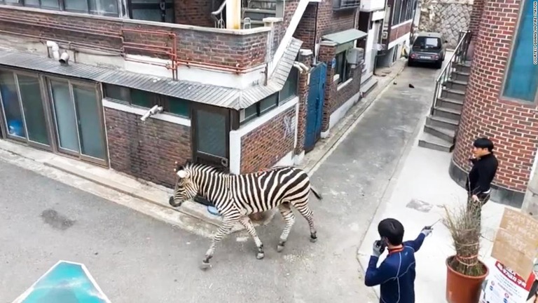 シマウマが動物園を脱走、市内で数時間逃げ回る　ソウル