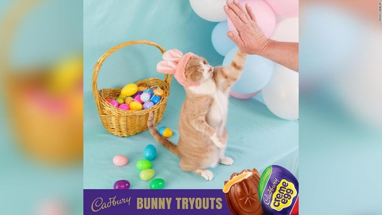 ８歳の保護猫「クラッシュ」が公式マスコットに選ばれた/From Cadbury