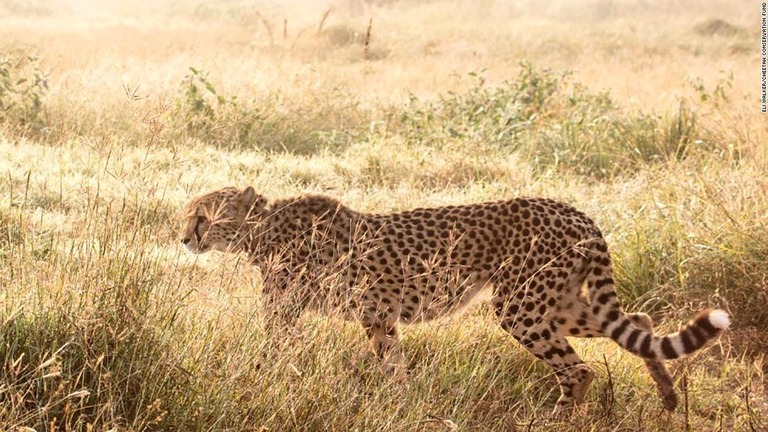 インドで絶滅したチーターの復活を目指すプロジェクトが進む/Eli Walker/Cheetah Conservation Fund